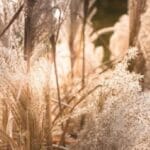 dust-exposure-and-allergens